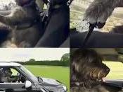 perros conducen Nueva Zelanda