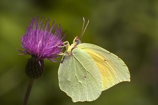 Para ampliar Gonepteryx cleopatra hacer clic