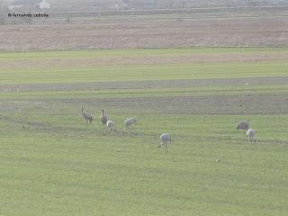 III Festival Grullero (V, y final): 15 de febrero, gran día de migración en la laguna de Gallocanta.