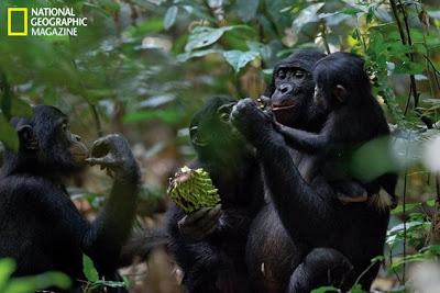 bonobos national geographic