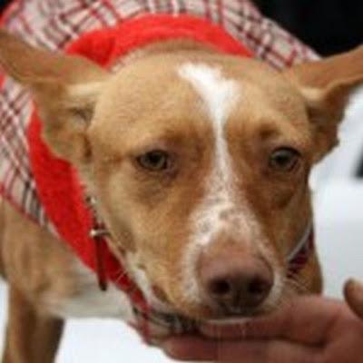TODAVÍA SIGUE BUSCANDO HOGAR!! LIMA encantadora podenco andaluz.‏