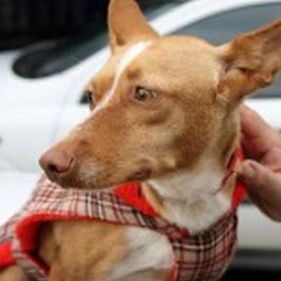 TODAVÍA SIGUE BUSCANDO HOGAR!! LIMA encantadora podenco andaluz.‏