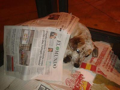 NOS PIDEN AYUDA PARA ESTE DESGRACIADITO PERRO...(SEVILLA)