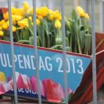 tulpendag amsterdam 2013 tulipes jaunes velo 150x150 Un dia de celebracion con flores