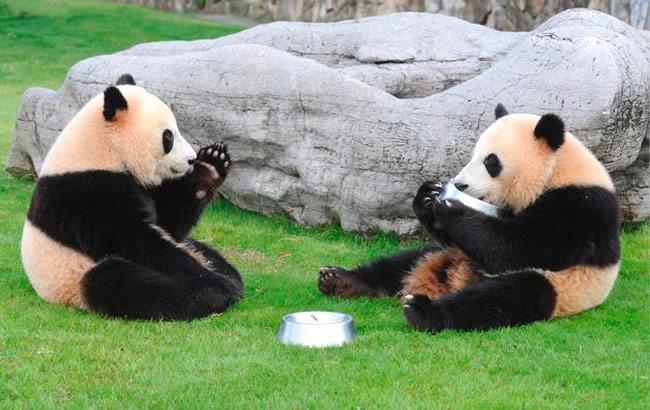 El esfuerzo de salvar al panda