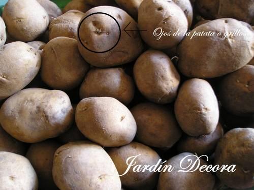 ojos-o-grillos-de-la-patata