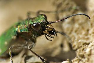 Para ampliar Cicindela campestris (Linnaeus, 1758) hacer clic