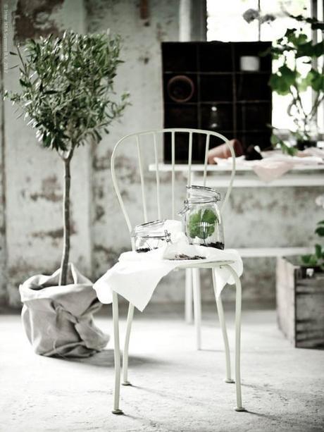 Decorar con Plantas