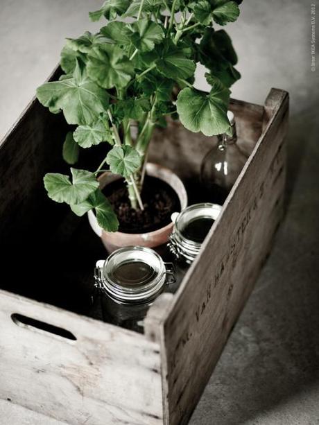 Decorar con Plantas