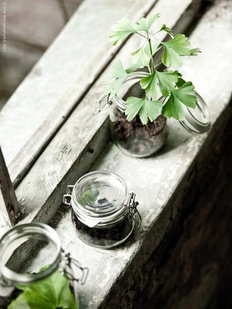 Decorar con Plantas