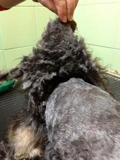 Cuidados del pelo del perro en invierno