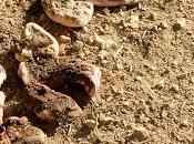 árbol sombra primer teaser poster