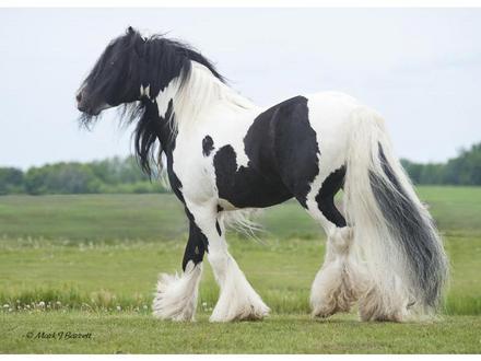 Montaje de albóndigas con CARNE DE CABALLO