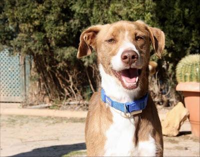 BEN el perro de los ojos bonitos‏.