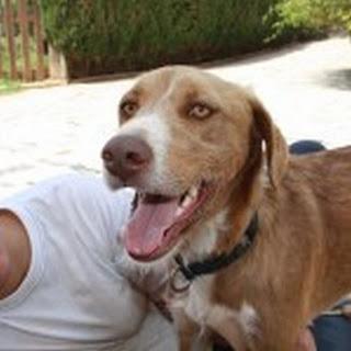 BEN el perro de los ojos bonitos‏.