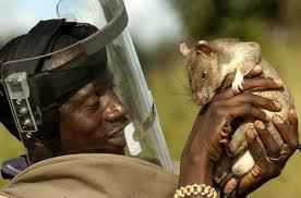 Utilizan ratas gigantes en Tanzania
