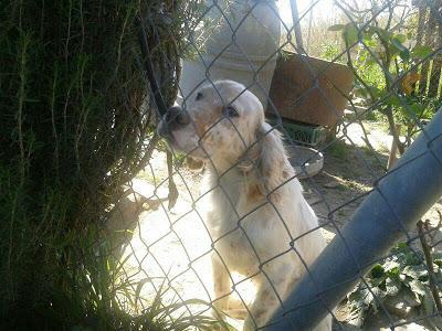 SETTER SORDO EN ADOPCIÓN. (CÓRDOBA)