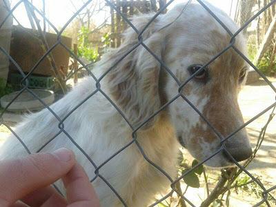 SETTER SORDO EN ADOPCIÓN. (CÓRDOBA)