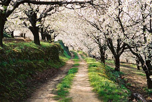 Camino entre el bosque de cerezos en flor