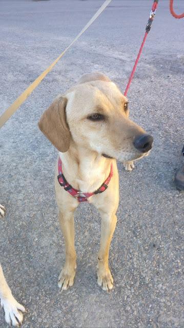 PLUTO, LO ADOPTAN, LO DEVUELVEN Y SIGUE SIN QUE NADIE LO QUIERA.