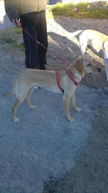 PLUTO, LO ADOPTAN, LO DEVUELVEN Y SIGUE SIN QUE NADIE LO QUIERA.