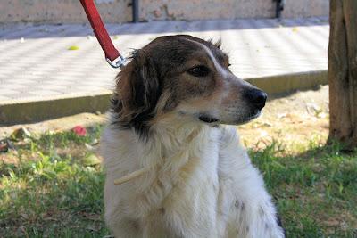 Coco Lucas, perro ideal para familias‏.