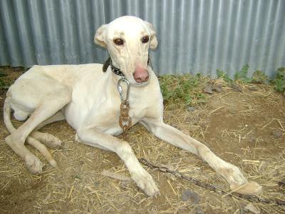 GALGA EN ADOPCIÓN. (CATALUÑA)