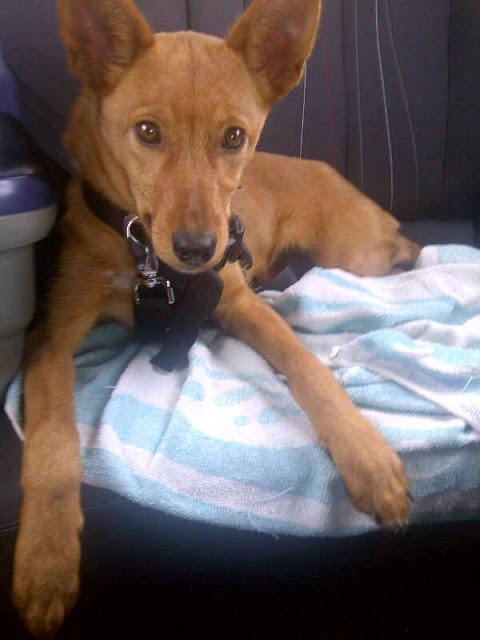 TILA NECESITA ACOGIDA YA!! ES MUY URGENTE!!