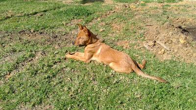 TILA NECESITA ACOGIDA YA!! ES MUY URGENTE!!