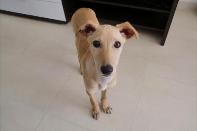 Nilo, galguito de 2 meses, abandonado junto a su hermanito en la puerta de un colegio. Arca Noe Córdoba