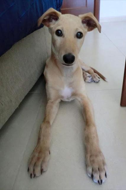 Nilo, galguito de 2 meses, abandonado junto a su hermanito en la puerta de un colegio. Arca Noe Córdoba