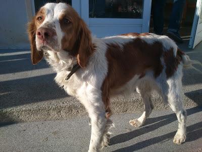 Bretona cobijada en una escuela, hay gente que quiere llamar a la perrera. (Córdoba)