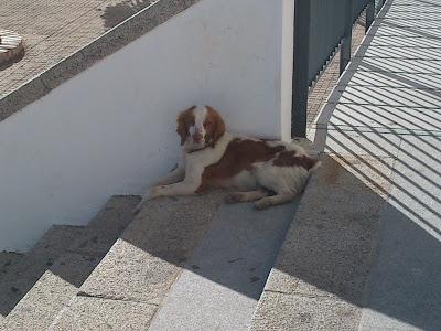 Bretona cobijada en una escuela, hay gente que quiere llamar a la perrera. (Córdoba)