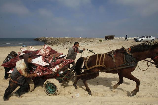La misteriosa muerte de decenas de grandes peces raya en una playa de Gaza.