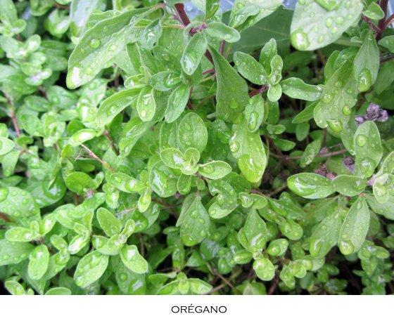 oregano