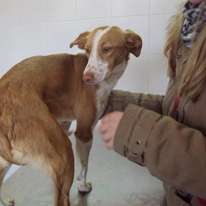 Foto: MADRID. ADOPCIÓN PARA CANICA. Preciosa podenquita de ojos verdes, de 10 mesecitos y 10 kg de peso (es muy pequeñita, más de lo que parece en las fotos), necesita adopción. Después de estar en la calle, fue a parar a la perrera, de donde fue rescatada. Está acostumbrada a vivir en piso, sabe hacer sus necesidades en la calle y pide salir cuando lo necesita.  No da un ruido y sabe pasear con correa. Es muy lista, súper mimosa y buena. Se lleva bien con otros perritos. Se entregará con contrato de adopción, cláusula de esterilización obligatoria y un posterior seguimiento. Contacto: irina.animalessinhogar@gmail.com