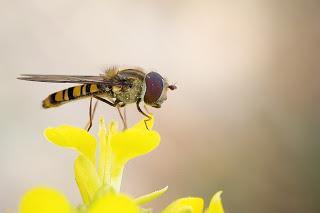 Para ampliar Episyrphus balteatus (De Geer, 1776) Mosca cernidora hacer clic