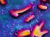 virus hace pedazos bacteria cólera