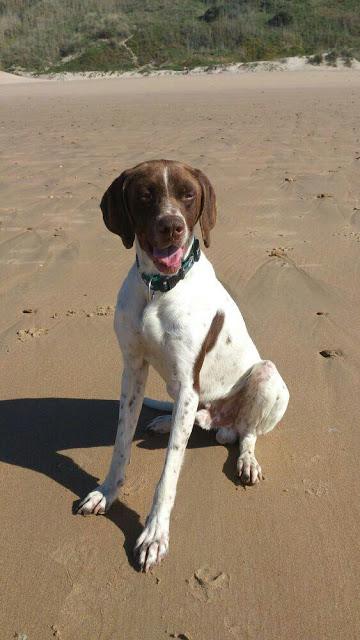 BRUNO, perrin cariñosisimo abandonado y desnutrido, nadie se fija en esta pobre criatura.