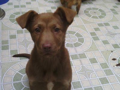 LASI, PERRITA CIEGA, QUE BUSCA HOGAR. JÓDAR (JAÉN). MÁGINA ANIMAL.