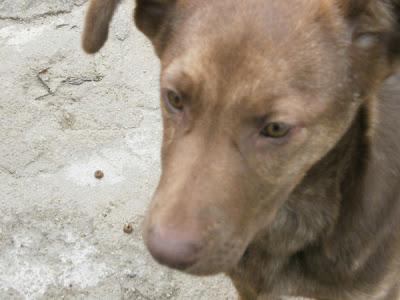 LASI, PERRITA CIEGA, QUE BUSCA HOGAR. JÓDAR (JAÉN). MÁGINA ANIMAL.