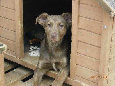 LASI, PERRITA CIEGA, QUE BUSCA HOGAR. JÓDAR (JAÉN). MÁGINA ANIMAL.