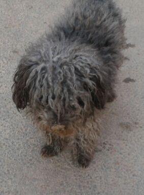 RUPER, PEQUEÑO CRUCE DE GRIFON O BICHON. URGE ACOGIDA o ADOPCION. (VALENCIA).‏