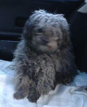 RUPER, PEQUEÑO CRUCE DE GRIFON O BICHON. URGE ACOGIDA o ADOPCION. (VALENCIA).‏