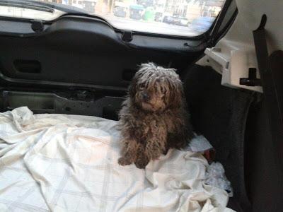 RUPER, PEQUEÑO CRUCE DE GRIFON O BICHON. URGE ACOGIDA o ADOPCION. (VALENCIA).‏