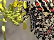 Zerynthia rumina (Linnaeus, 1758) Mariposa arlequín