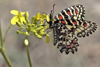 Para ampliar Zerynthia rumina (Linnaeus, 1758) Mariposa arlequín hacer clic