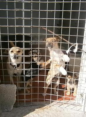 NUBE Y SUS CACHORRITOS NECESITAN AYUDA. PROTECTORA APADAC (ALICANTE)