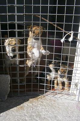 NUBE Y SUS CACHORRITOS NECESITAN AYUDA. PROTECTORA APADAC (ALICANTE)