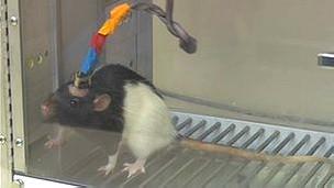 Las conversaciones entre los cerebros de las ratas